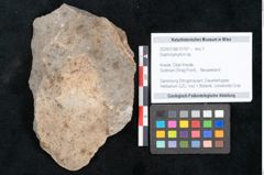 Foto (Objekt + Etikett) von Daphnophyllum sp. (NHMW-GEO-2024-0188-10167)